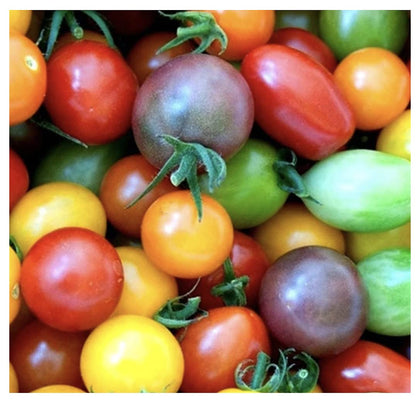 Marde Ross Rainbow Cherry Tomato Seeds pack ready for sowing at home.