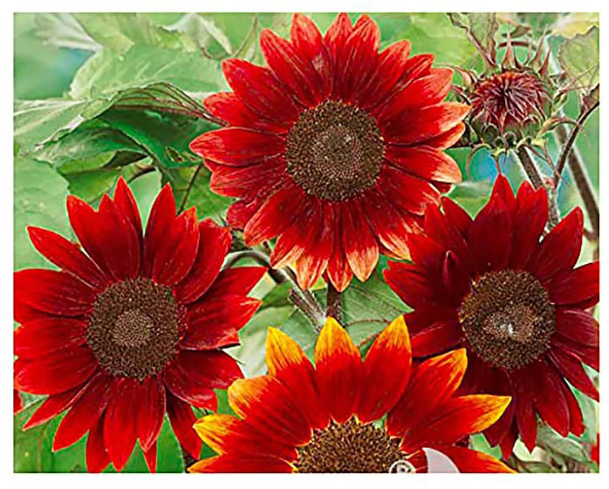 Marde Ross & Company Rouge Royale sunflowers bloom with bold red petals and dark centers.
