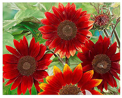 Marde Ross & Company Rouge Royale sunflowers bloom with bold red petals and dark centers.