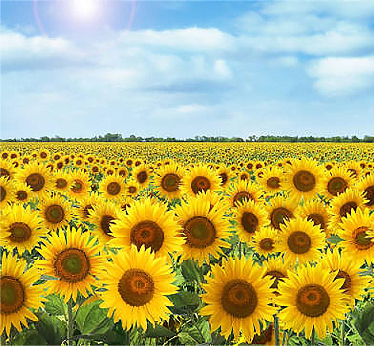 Marde Ross & Company Rouge Royale sunflowers are non-GMO and neonicotinoid-free, supporting garden health.
