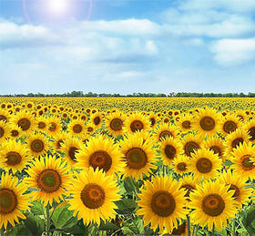 Marde Ross & Company Rouge Royale sunflowers are non-GMO and neonicotinoid-free, supporting garden health.