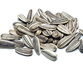 Marde Ross & Company Rouge Royale sunflowers are sown 1/2 inch deep for reliable emergence.