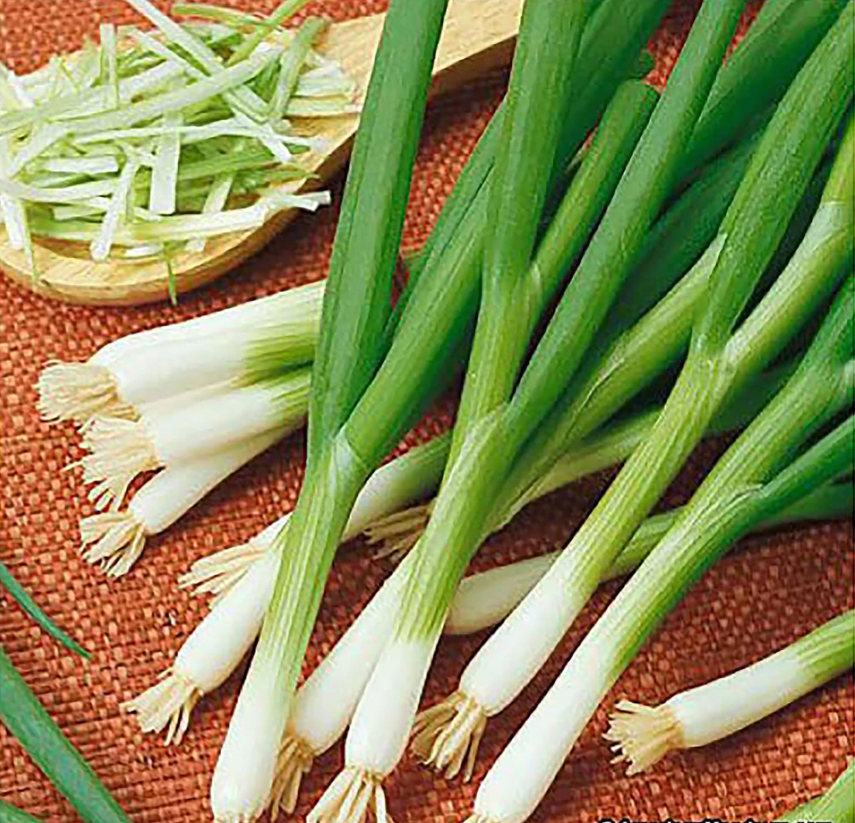 Green stalks of Scarlet Bandito onions ready for harvest and use.