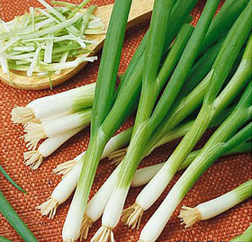 Green stalks of Scarlet Bandito onions ready for harvest and use.