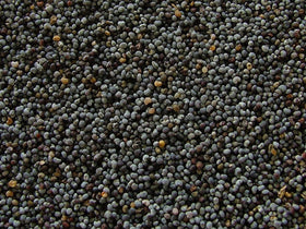 Marde Ross & Co sun-loving poppy seeds ideal for sunny borders
