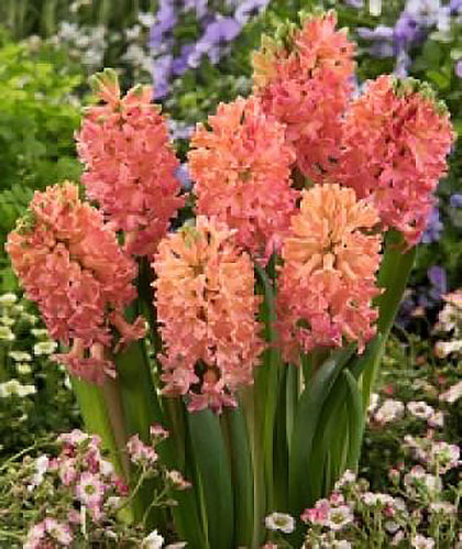 Marde Ross Sweet Invitation hyacinth bulbs arranged in a 5-pack ready for vibrant spring color.