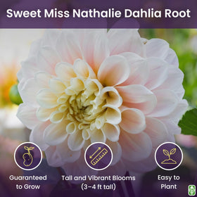 Sweet Miss Nathalie pink dahlia bloom close-up for graceful border color