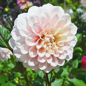 Marde Ross & Company Sweet Miss Nathalie pink dahlia tuber ready for 5-gallon planting