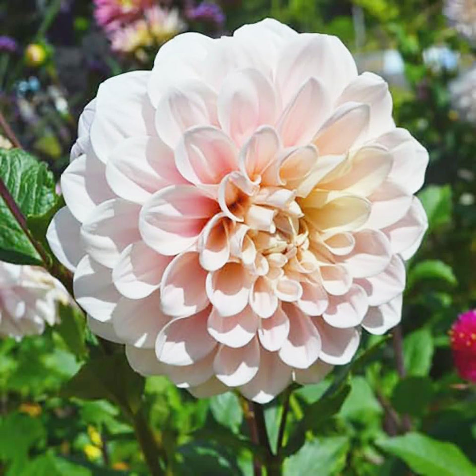 Marde Ross & Company Sweet Miss Nathalie pink dahlia tuber ready for 5-gallon planting