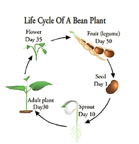 Tenderette green bean plants reaching about 20 inches tall for abundant harvests.