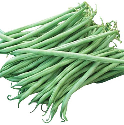 Marde Ross Tenderette green bean seeds ready for home garden sowing.