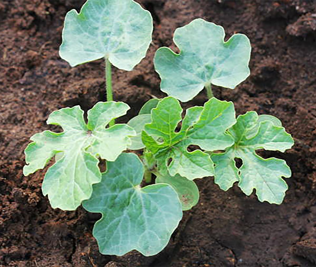Marde Ross Delicious Tendersweet Orange Watermelon Seeds germinating into a healthy seedling in sun