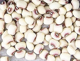 Marde Ross Texas Creme Eyed Peas pods ready for harvest