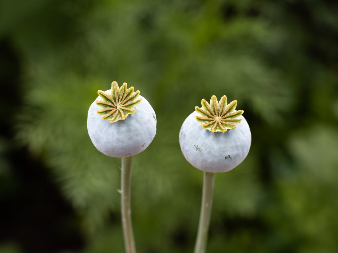 Marde Ross & Co Violetta Blush poppies with black markings for focal interest