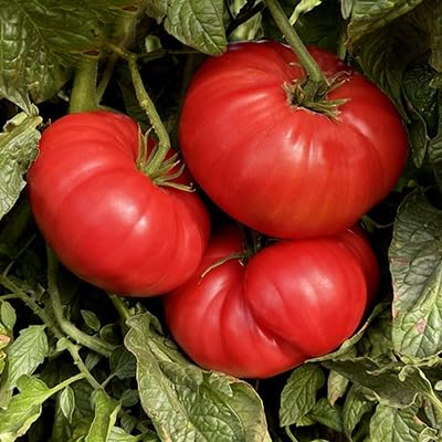 Marde Ross Watermelon Beefsteak seeds indoors planting shot