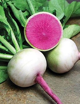 Watermelon radish seeds yield crisp rose flesh for salads and color accents by Marde Ross & Company.
