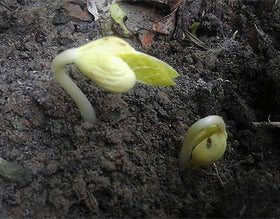 Marde Ross & Company White Great Northern Bean Seeds planting depth guide for successful sowing