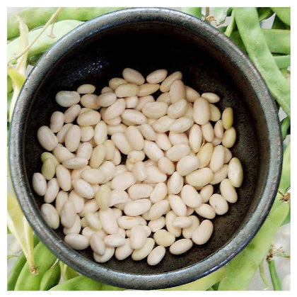 Marde Ross & Company White Great Northern Bean Seeds seed packet for home gardening