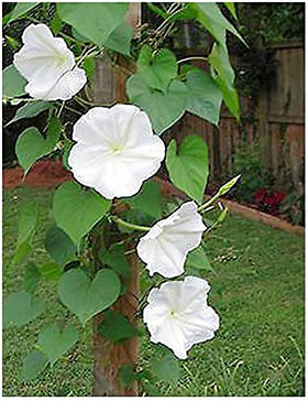White Moonflower vine with heart-shaped leaves and curling tendrils for garden charm