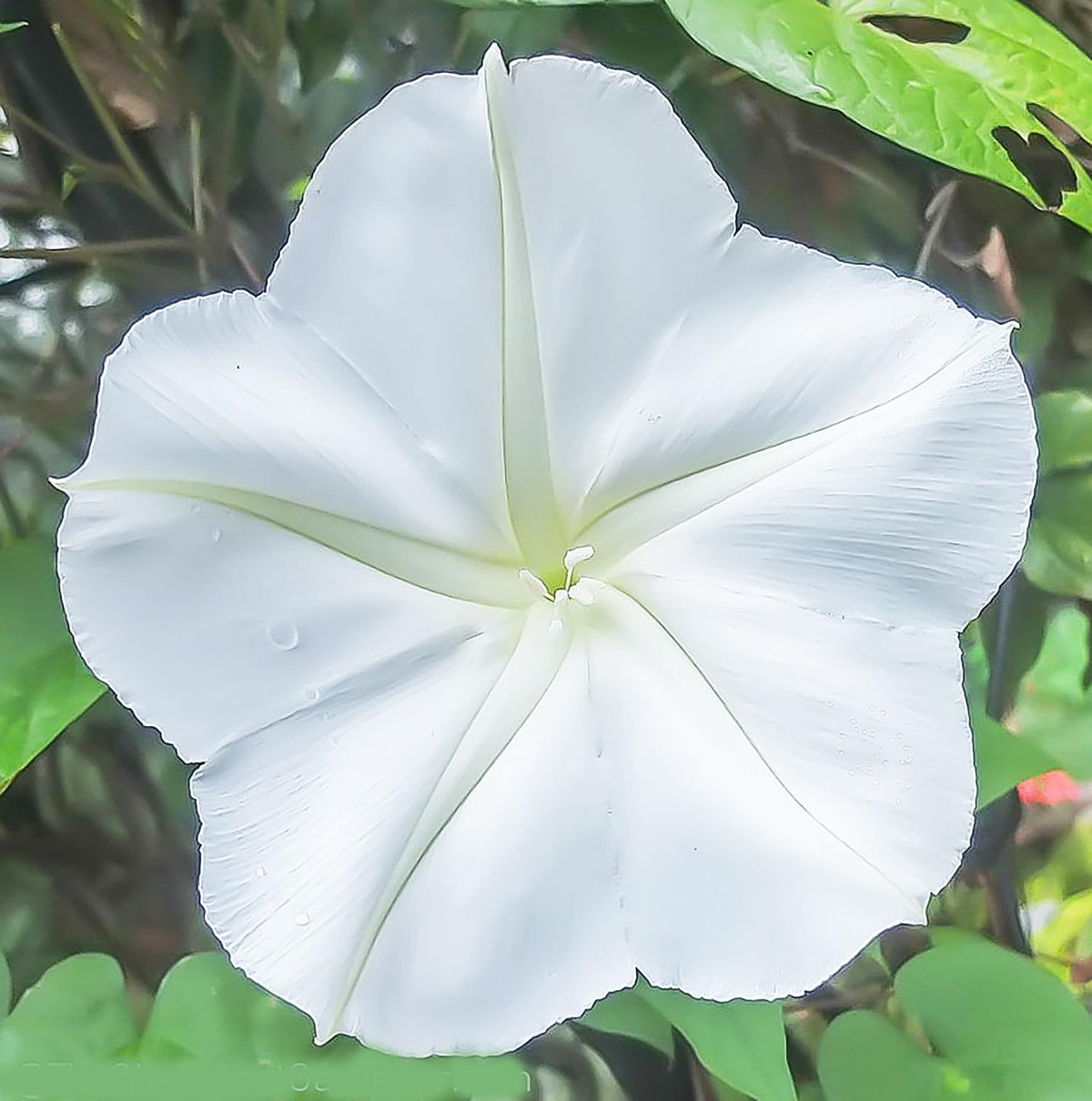 Evening-blooming White Moonflower opens with fragrance at night