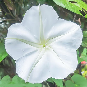 Evening-blooming White Moonflower opens with fragrance at night