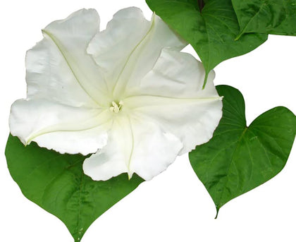 Marde Ross & Company White Moonflower seeds ready for planting on a sunny trellis