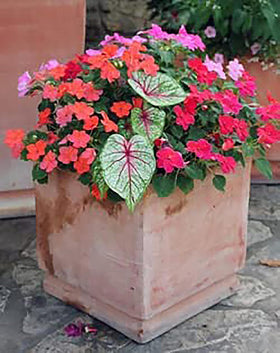 Moonlight caladium bulbs suited for zones 9-11 warm climates by Marde Ross