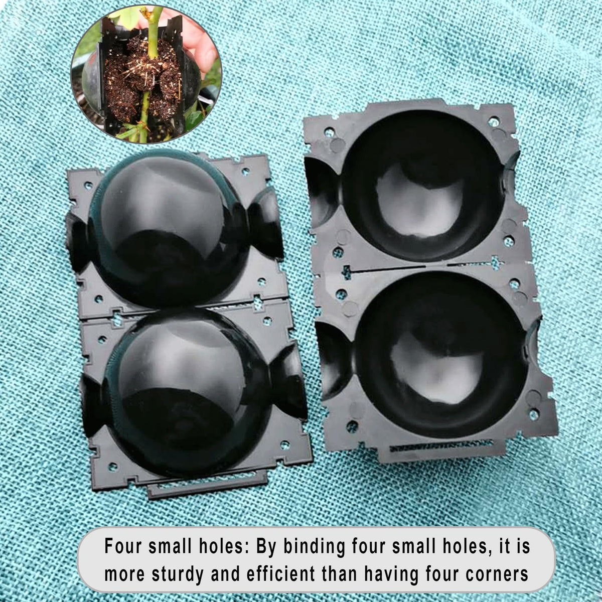 Supports faster rooting for cuttings while protecting mother plant