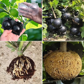 Perfect for home gardens and indoor plant propagation setups
