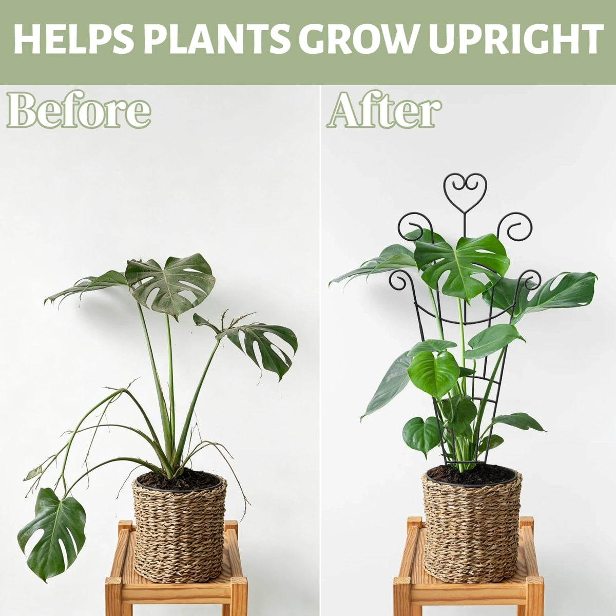 Masstol climbing plant support ideal for pothos and ivy