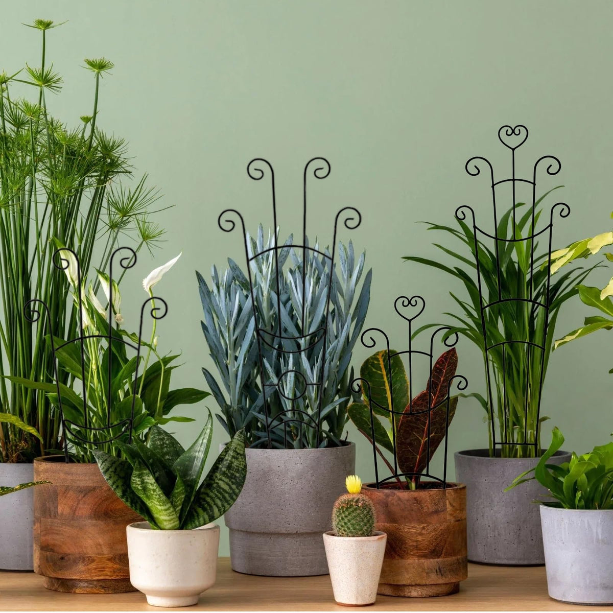 Masstol two-piece trellis expands with plant growth