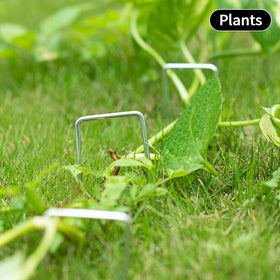 MAT 7-BANQUET landscape staples securing weed barrier and hose lines