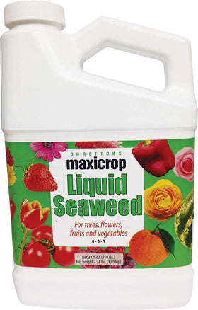 Maxicrop Original Liquid Seaweed applied to seedlings; promotes strong roots and healthy transplants.