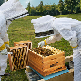 MayBee deep brood frames with foundation support healthy comb formation.