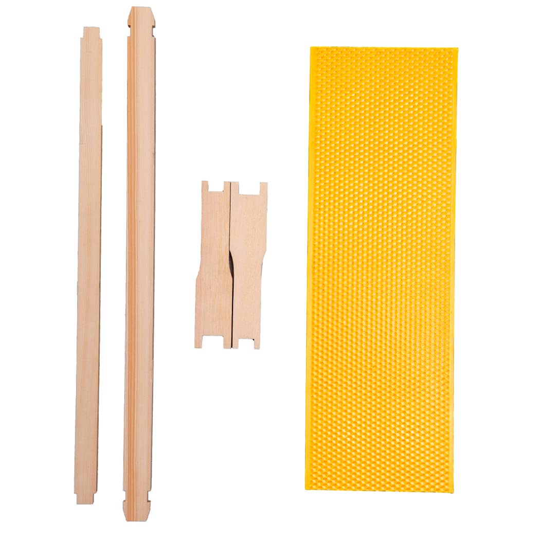 Natural beeswax foundation on MayBee frames for honey color inspection