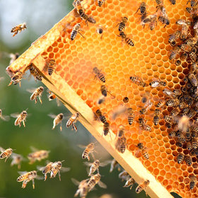 Smooth-edged MayBee hive frames for easy handling and assembly