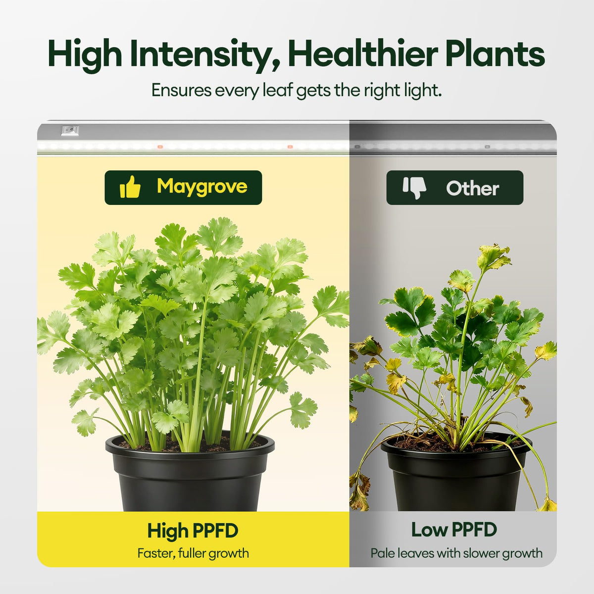 Maygrove T5 Grow Light highlights seedlings thriving under bright coverage.