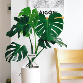 MCEUS durable garden marker suitable for indoor or outdoor use.