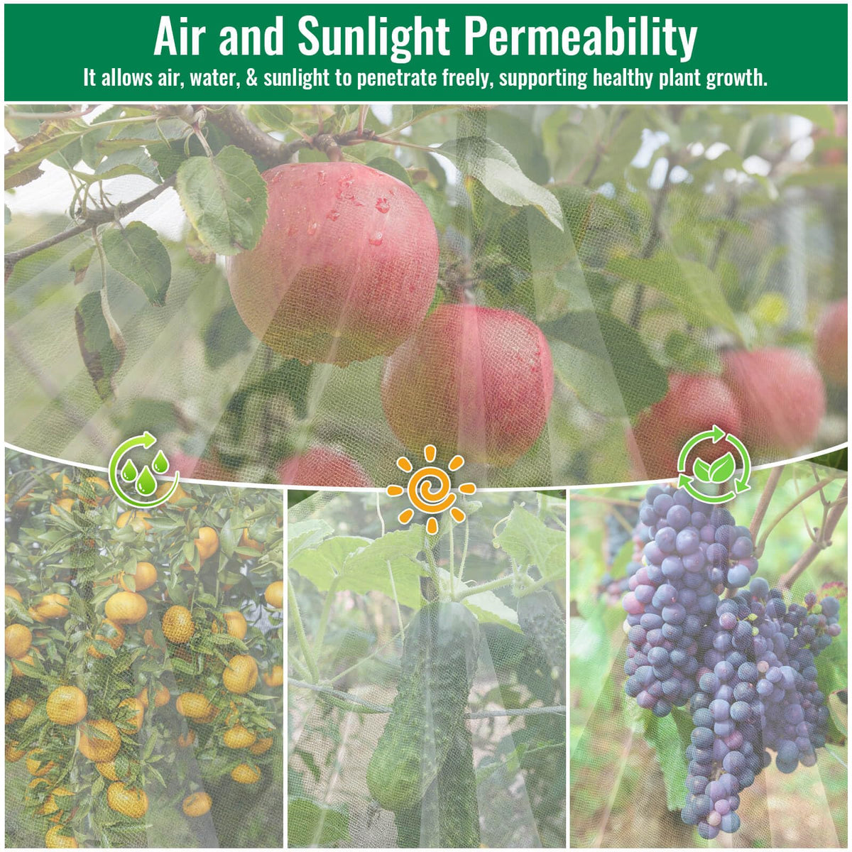 Mckanti netting blocks birds and insects, supporting healthy harvests.