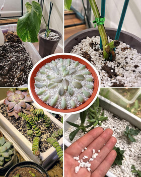 MDPQT perlite closeup shows lightweight, well-drained mix for pots