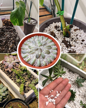 MDPQT perlite drainage and aeration enhances root health in containers