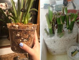 MDPQT potting mix setup with vermiculite and perlite enhances seedling growth