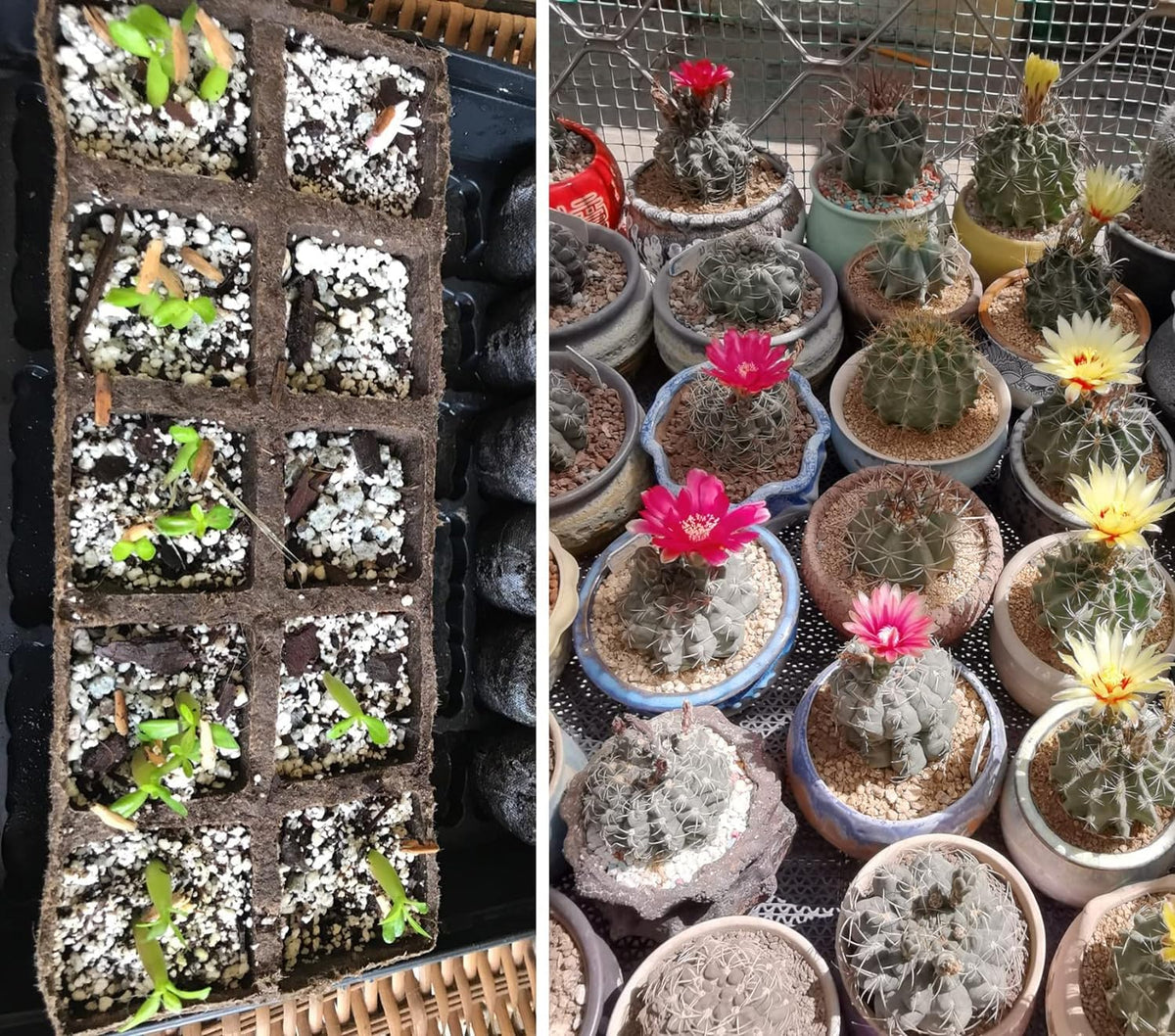 MDPQT seed starting setup emphasizes uniform moisture with airy medium