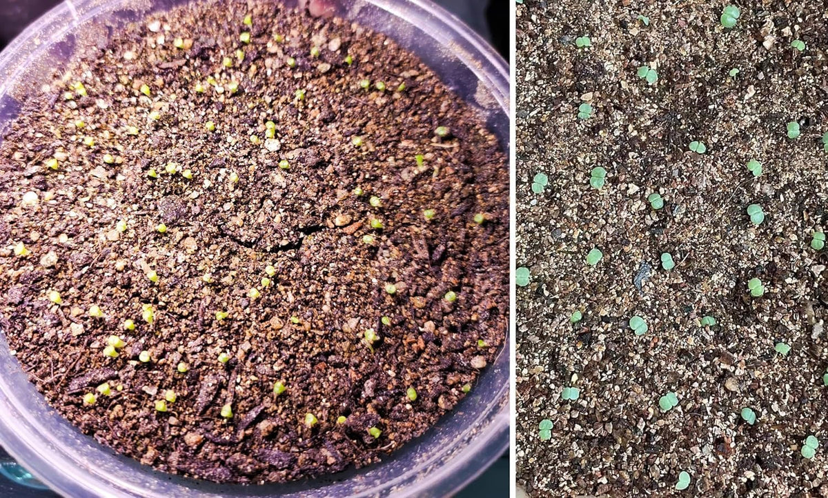 MDPQT Vermiculite-Perlite 50qt DIY plant care for healthy roots
