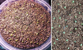 MDPQT Vermiculite-Perlite 50qt DIY plant care for healthy roots