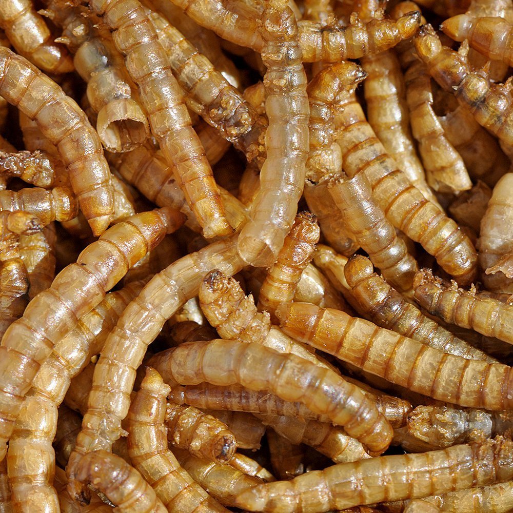 Mealworms by the Pound MBTP bulk dried mealworms bag close-up, resealable packaging.