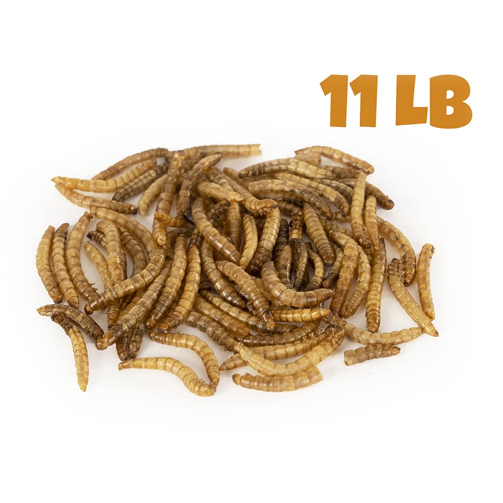 Mealworms by the Pound MBTP bulk dried mealworms close-up, non-GMO and additive-free.
