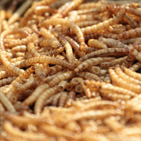 Mealworms by the Pound MBTP bulk dried mealworms in chicken feeding scene, protein boost.