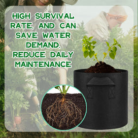 Meckerni 1-gallon pot size fits multiple plants.
