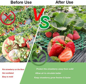 Medoore green plastic strawberry cage demonstrates durable, reusable construction